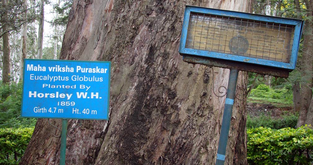 Horsley_Hills_Maha_Vriksha_Puraskar_Eucalyptus_Tree